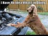 funny-dog-pictures-i-have-no-idea-what-im-doing.jpg