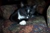 cat 001.jpg