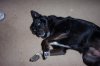 dog 001.jpg