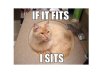 fits-sits-cat-03-625x450.jpg