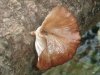 fungi growing at watersource.JPG