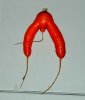 carrot 1.jpg