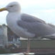 The Gull