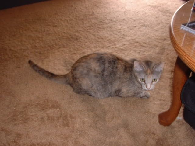 p865804_1.jpg